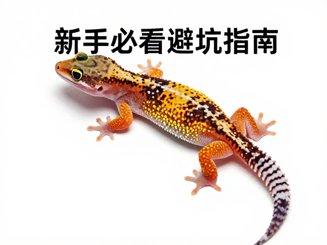 哥斯达黎加红脚守宫入门,忽视温湿度易致命,新手必看避坑指南