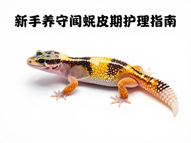 新手养守宫，品种确认与预蜕皮期护理指南