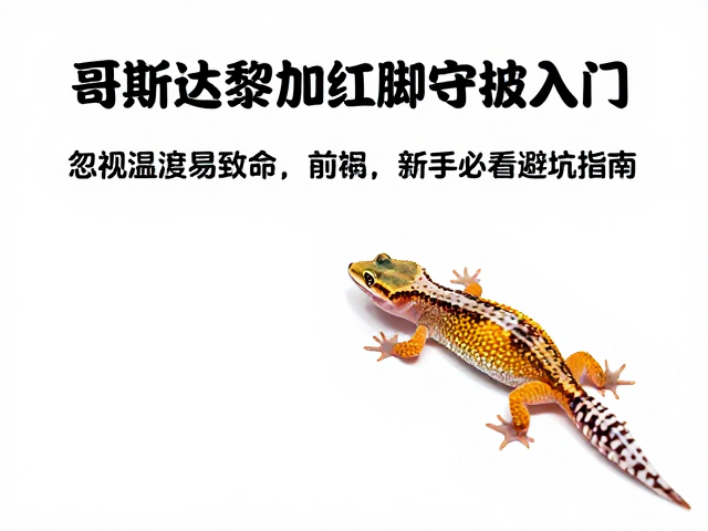 哥斯达黎加红脚守宫入门,忽视温湿度易致命,新手必看避坑指南