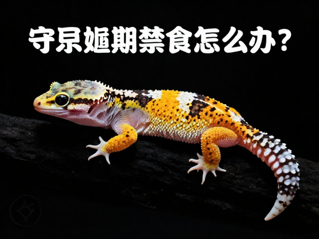 守宫蜕皮期禁食怎么办？入门新手食欲观察与护理指南