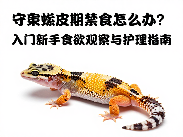 守宫蜕皮期禁食怎么办?入门新手食欲观察与护理指南