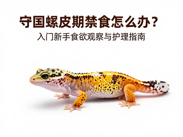 守宫蜕皮期禁食怎么办?入门新手食欲观察与护理指南