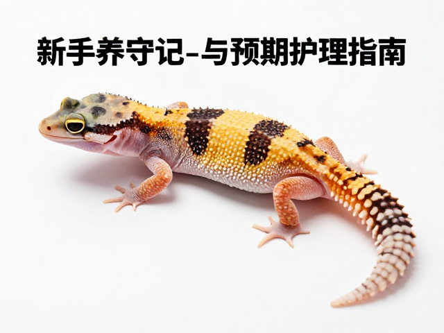 新手养守宫，品种确认与预蜕皮期护理指南