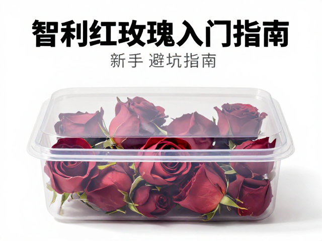 智利红玫瑰入门指南，饲养盒选择与新手避坑指南