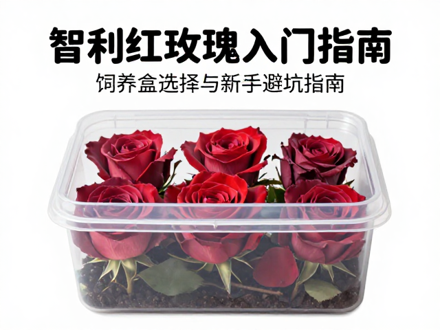 智利红玫瑰入门指南，饲养盒选择与新手避坑指南
