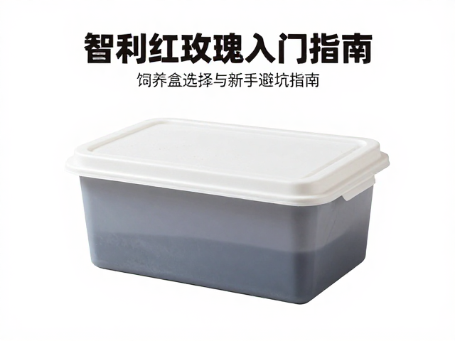 智利红玫瑰入门指南，饲养盒选择与新手避坑指南