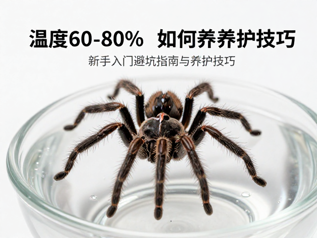 湿度60-80%如何养捕蛛蛛？新手入门避坑指南与养护技巧