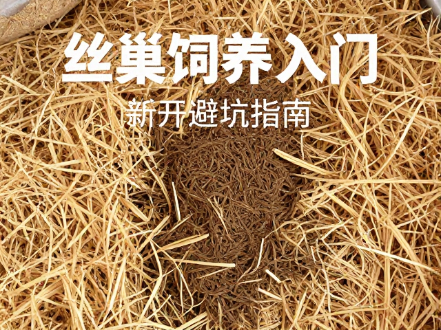 丝巢饲养入门，避开错误垫材，新手避坑指南