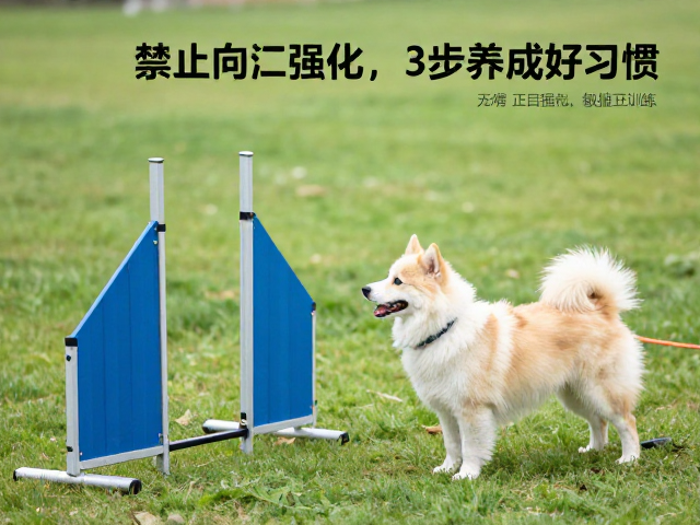 狗狗定点如厕难?用正向强化,敏捷训练,3步养成好习惯