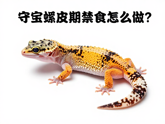 守宫蜕皮期禁食怎么做？入门健康检查指南