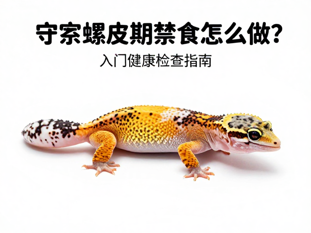 守宫蜕皮期禁食怎么做？入门健康检查指南