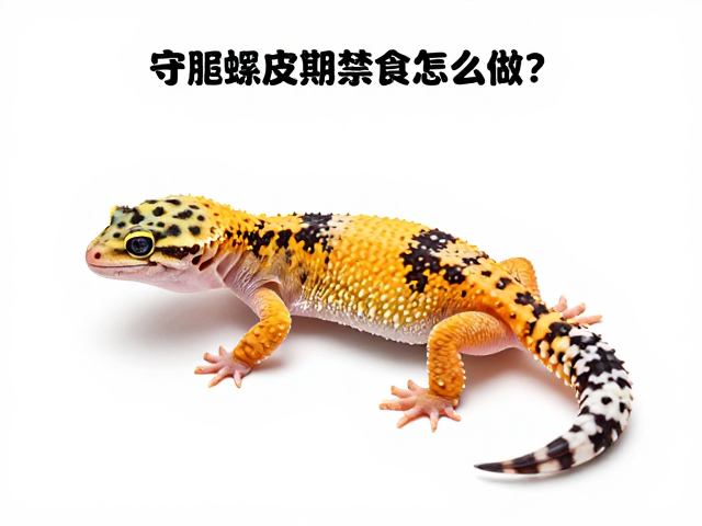 守宫蜕皮期禁食怎么做？入门健康检查指南