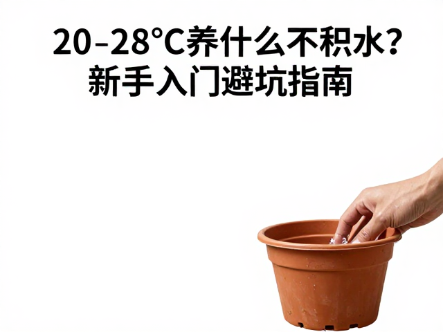 20-28℃养什么不积水？新手入门避坑指南
