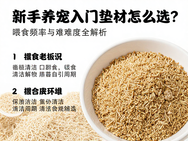 新手养宠入门,垫材怎么选?喂食频率与难度全解析