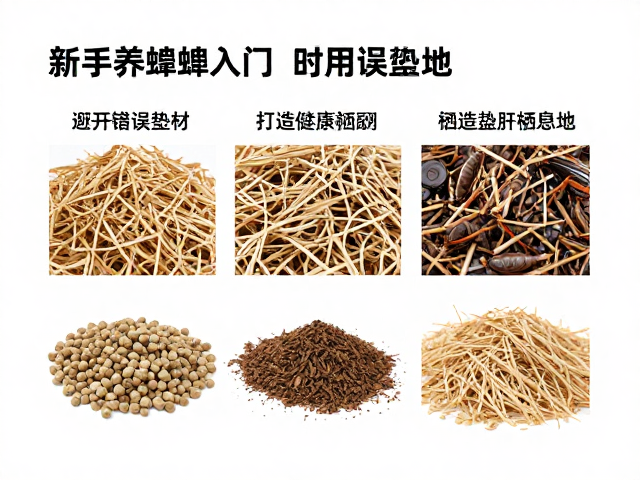 新手养蟋蟀入门，避开错误垫材，打造健康栖息地