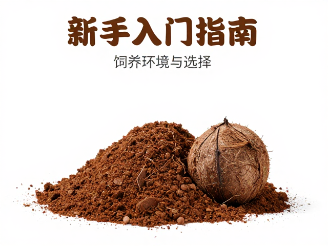 新手入门指南，饲养环境与椰土选择，打造完美爬宠家园