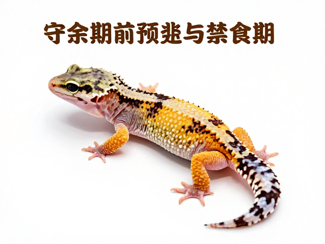 守宫蜕皮前预兆与禁食期,新手入门避坑指南
