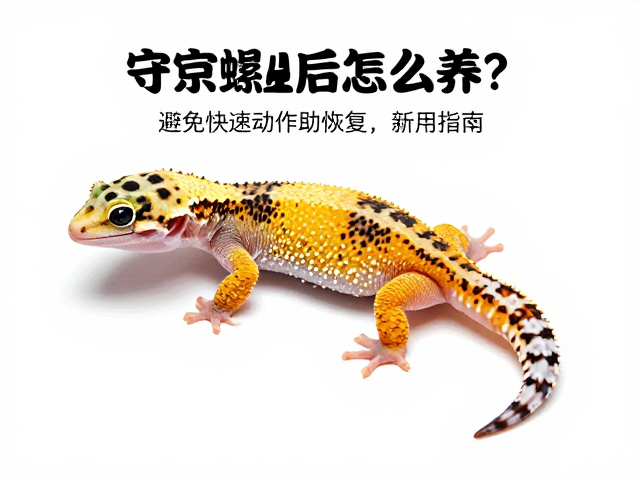 守宫蜕皮后怎么养？避免快速动作助恢复，新手入门指南
