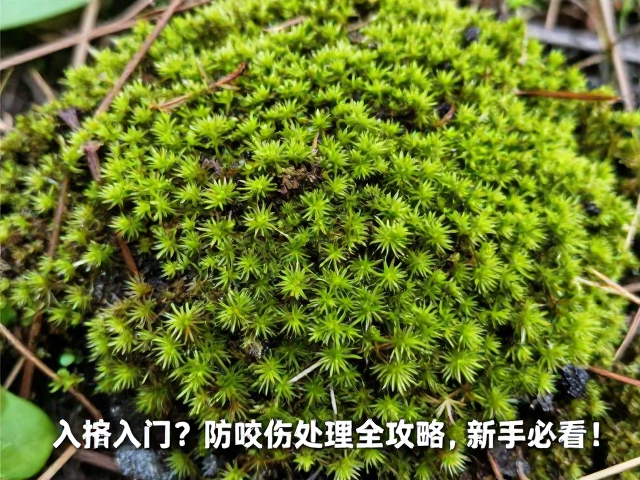 苔藓入门难？防咬伤处理全攻略，新手必看！