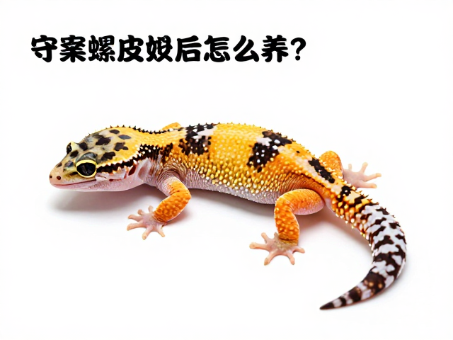 守宫蜕皮后怎么养？避免快速动作助恢复，新手入门指南
