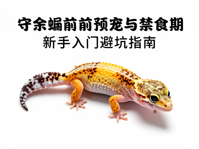 守宫蜕皮前预兆与禁食期，新手入门避坑指南