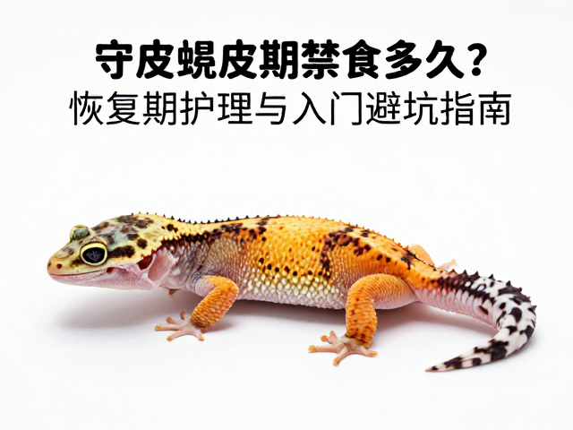 守宫蜕皮期禁食多久？恢复期护理与入门避坑指南