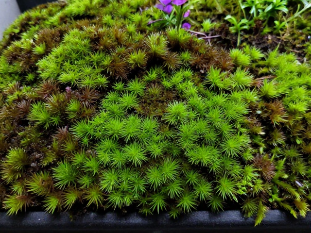 新手养苔藓体色变暗？揭秘入门避坑指南与养护技巧