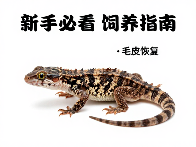 爬宠入门避坑，毛发刺激与蜕皮恢复，新手必看饲养指南