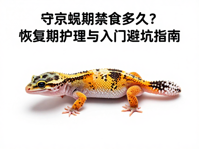 守宫蜕皮期禁食多久？恢复期护理与入门避坑指南