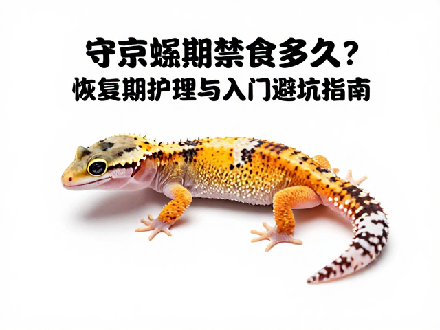 守宫蜕皮期禁食多久？恢复期护理与入门避坑指南