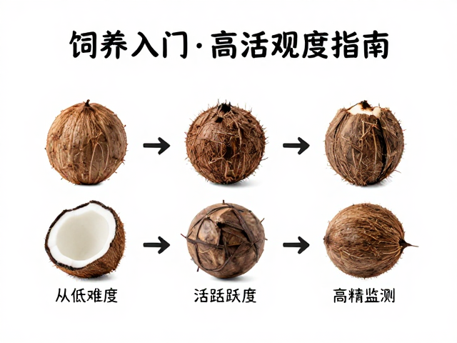 椰土饲养入门,从低难度到高活跃度观察指南
