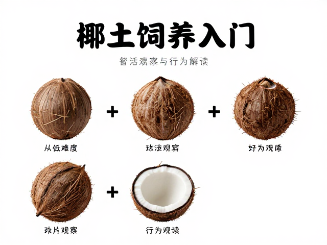 椰土饲养入门,从低难度到高活跃度观察指南