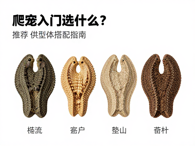 爬宠入门选什么？垫材推荐与体型搭配指南