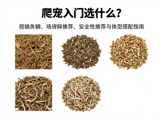爬宠入门选什么？垫材推荐与体型搭配指南