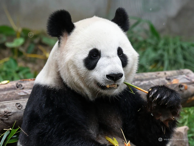 中国大熊猫保护研究中心，以公益行动推动生物多样性整体保护