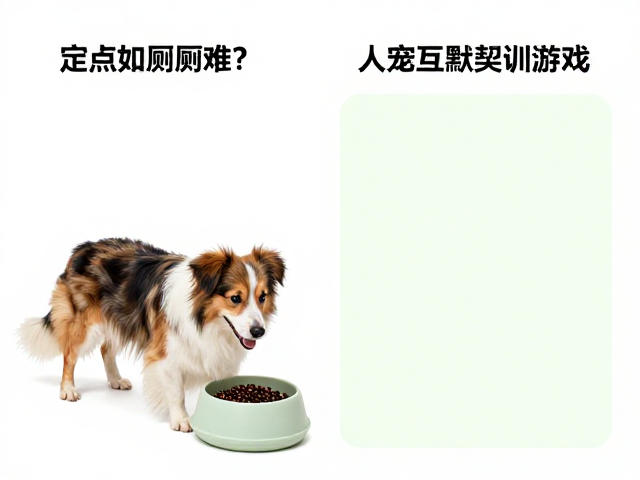 定点如厕难?试试人宠互动寻食游戏,轻松建立默契训练法