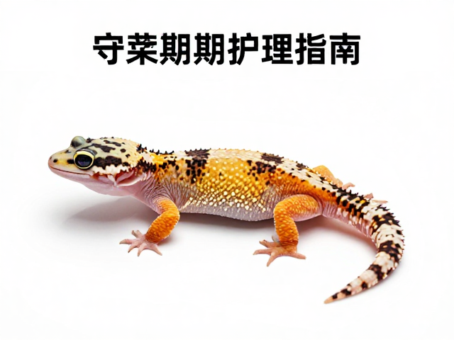 守宫蜕皮期护理指南，新手入门避坑，参考专业论坛干货