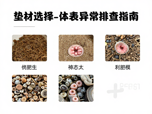 爬宠入门必看，垫材选择与体表异常排查指南
