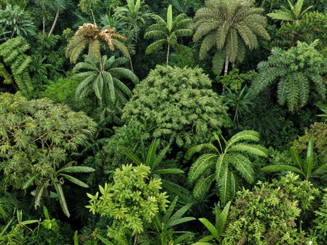 热带高温多雨林下灌木区分布,揭秘高流量植物栖息地