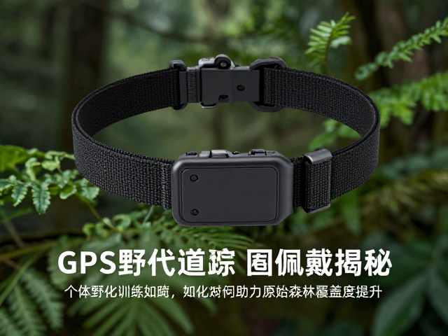 GPS追踪项圈佩戴揭秘，个体野化训练如何助力原始森林覆盖度提升