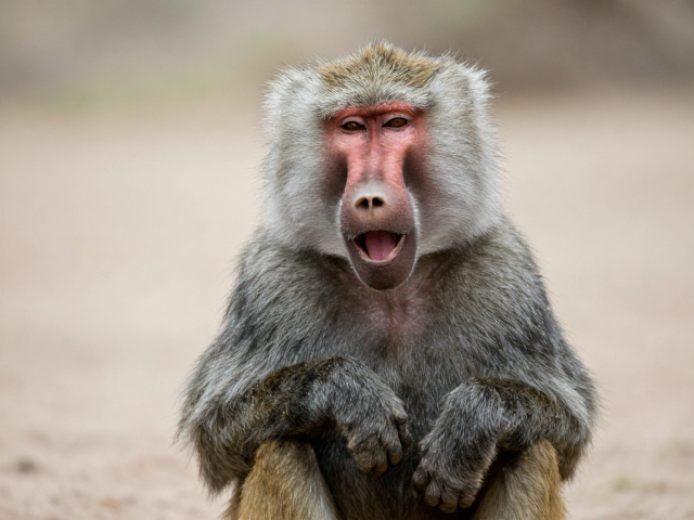 狒狒成体照片与语言模拟，AI如何还原灵长类发声特征