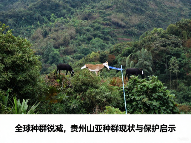 全球种群锐减,贵州山区亚种群隔离现状与保护启示