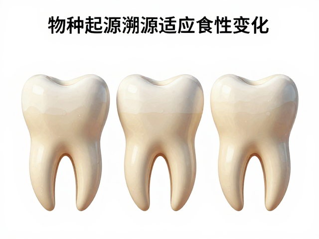 物种起源溯源,牙齿结构如何适应食性,回应环境变迁演化