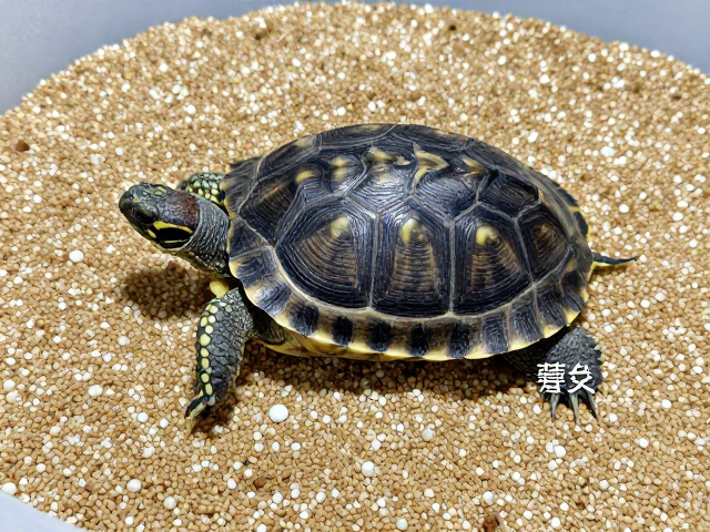 种龟鉴别技巧,河沙珍珠岩混合养殖,遗传基因优良选择指南