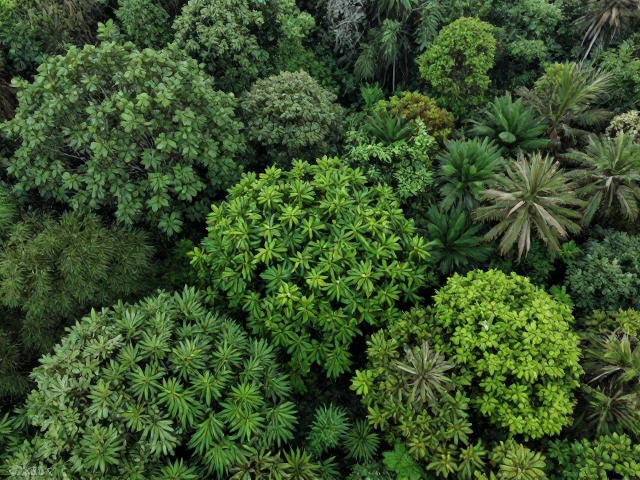 山林生态调节,发挥生态旅游基础,抑制优势植物过度生长
