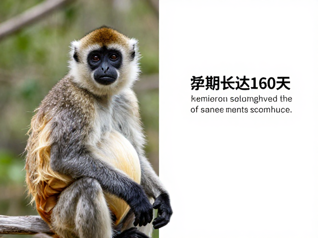 指猴孕期长达160天，成熟年龄与营养状况如何影响发育