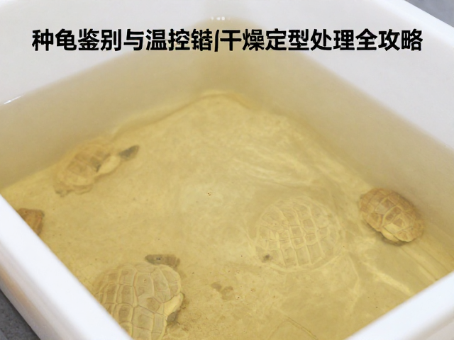种龟鉴别与温控孵化箱室干燥定型处理全攻略