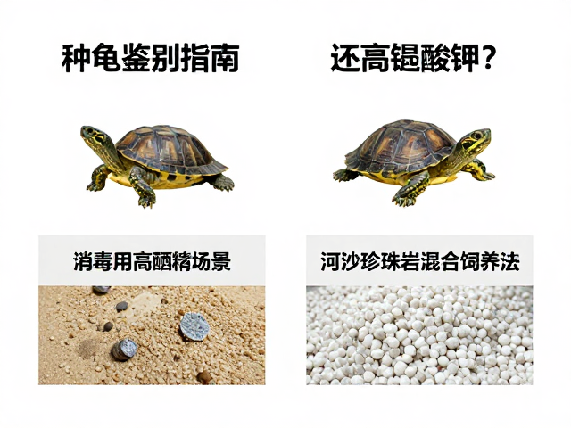 种龟鉴别指南,消毒用酒精还是高锰酸钾?河沙珍珠岩混合饲养法