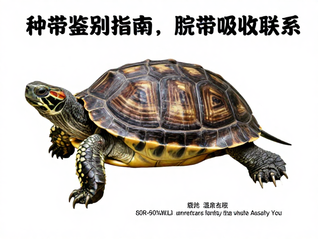 种龟鉴别指南,脐带吸收过程与80-90%湿度的关键联系