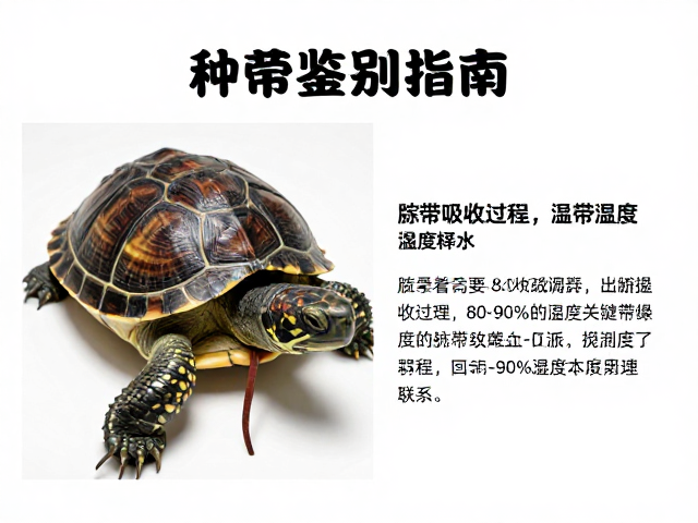 种龟鉴别指南,脐带吸收过程与80-90%湿度的关键联系